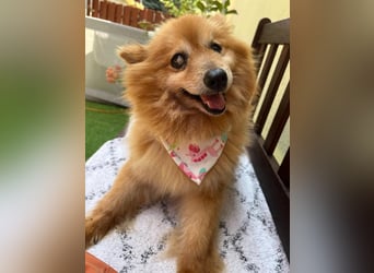 Berta, sehr liebe und ruhige Kleinspitzhündin, geb. 04/2016