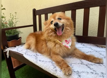 Berta, sehr liebe und ruhige Kleinspitzhündin, geb. 04/2016