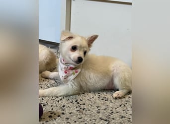 Dia, liebes verspieltes Spitzmädchen, geb. 09/2025