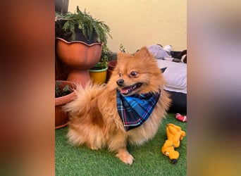 Sheldon, aktiver und verspielter Spitzrüde, geb. 01/2025