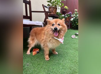 Berta, sehr liebe und ruhige Kleinspitzhündin, geb. 04/2016