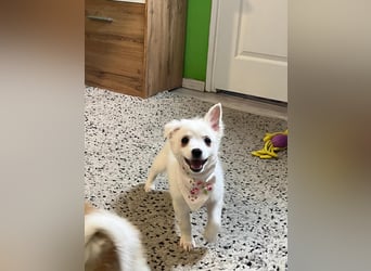 Dia, liebes verspieltes Spitzmädchen, geb. 09/2025