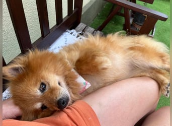 Berta, sehr liebe und ruhige Kleinspitzhündin, geb. 04/2016