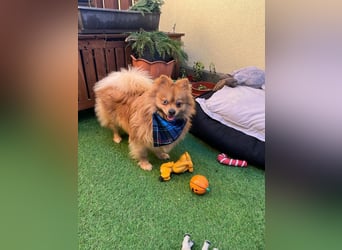 Sheldon, aktiver und verspielter Spitzrüde, geb. 01/2025