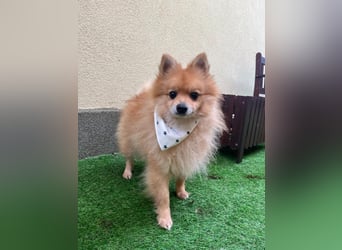 Charlie, neugieriger Spitzrüde, geb. 01/2024