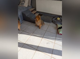 Fluffy, süßer Kleinspitz Rüde geb. 01/2019