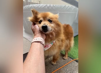 Berta, sehr liebe und ruhige Kleinspitzhündin, geb. 04/2016