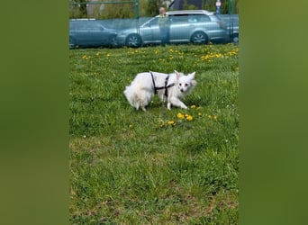 Lena, Kleinspitz Mädchen geb.01/2023