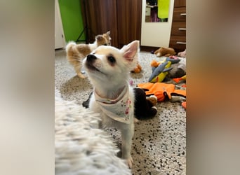 Dia, liebes verspieltes Spitzmädchen, geb. 09/2025