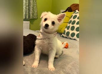 Dia, liebes verspieltes Spitzmädchen, geb. 09/2025