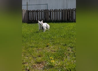 Lena, Kleinspitz Mädchen geb.01/2023