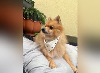 Charlie, neugieriger Spitzrüde, geb. 01/2024