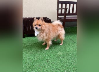 Charlie, neugieriger Spitzrüde, geb. 01/2024