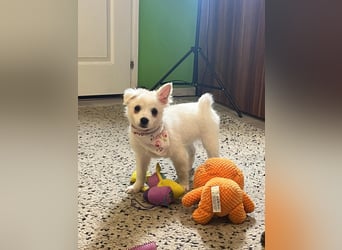 Dia, liebes verspieltes Spitzmädchen, geb. 09/2025