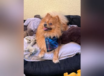 Sheldon, aktiver und verspielter Spitzrüde, geb. 01/2025