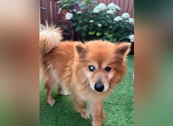 Berta, sehr liebe und ruhige Kleinspitzhündin, geb. 04/2016