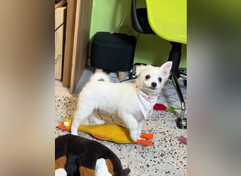 Dia, liebes verspieltes Spitzmädchen, geb. 09/2025