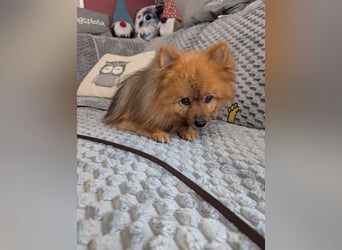 Fluffy, süßer Kleinspitz Rüde geb. 01/2019