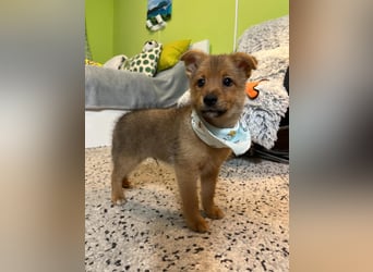 Wolly, verspielter lieber Spitzjunge, geb. 10/2025