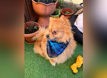 Sheldon, aktiver und verspielter Spitzrüde, geb. 01/2025