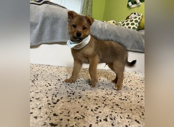 Wolly, verspielter lieber Spitzjunge, geb. 10/2025