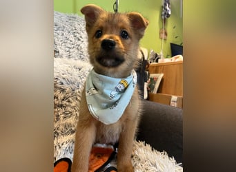 Wolly, verspielter lieber Spitzjunge, geb. 10/2025