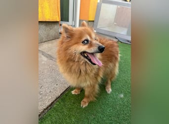 Berta, sehr liebe und ruhige Kleinspitzhündin, geb. 04/2016