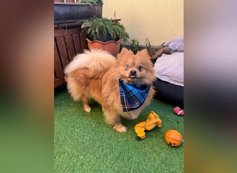 Sheldon, aktiver und verspielter Spitzrüde, geb. 01/2025