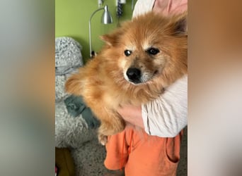 Berta, sehr liebe und ruhige Kleinspitzhündin, geb. 04/2016