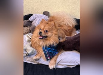 Sheldon, aktiver und verspielter Spitzrüde, geb. 01/2025