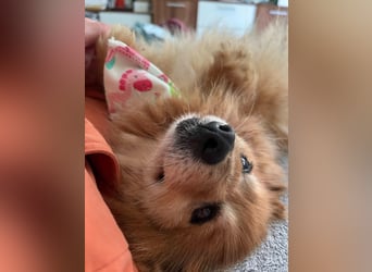 Berta, sehr liebe und ruhige Kleinspitzhündin, geb. 04/2016