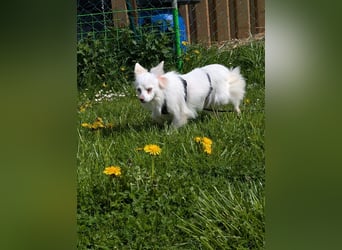 Lena, Kleinspitz Mädchen geb.01/2023