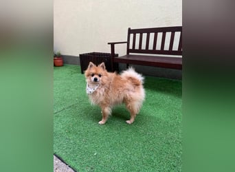 Charlie, neugieriger Spitzrüde, geb. 01/2024