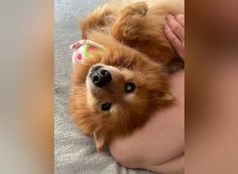 Berta, sehr liebe und ruhige Kleinspitzhündin, geb. 04/2016