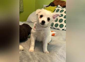 Dia, liebes verspieltes Spitzmädchen, geb. 09/2025