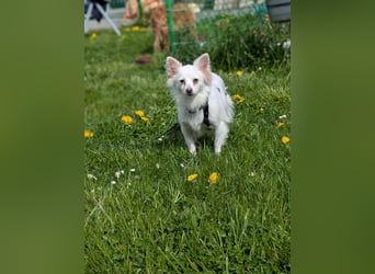 Lena, Kleinspitz Mädchen geb.01/2023