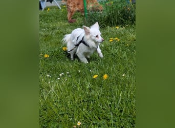 Lena, Kleinspitz Mädchen geb.01/2023