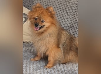 Fluffy, süßer Kleinspitz Rüde geb. 01/2019