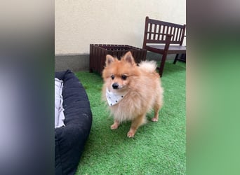 Charlie, neugieriger Spitzrüde, geb. 01/2024