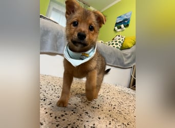 Wolly, verspielter lieber Spitzjunge, geb. 10/2025