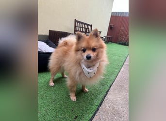 Charlie, neugieriger Spitzrüde, geb. 01/2024