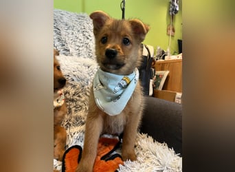 Wolly, verspielter lieber Spitzjunge, geb. 10/2025