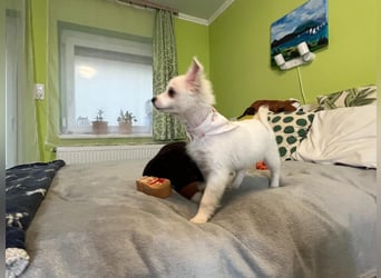 Dia, liebes verspieltes Spitzmädchen, geb. 09/2025