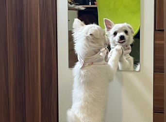 Dia, liebes verspieltes Spitzmädchen, geb. 09/2025