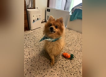 Teddy SR - Freundlich, Verspielt