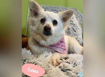 Lena  SR - katzenverträglich, lieb