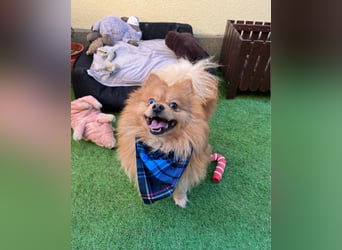 Sheldon SR - verspielt, verträglich