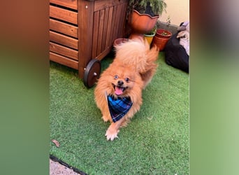 Sheldon SR - verspielt, verträglich