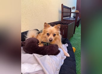 George SR - freundlich, verspielt