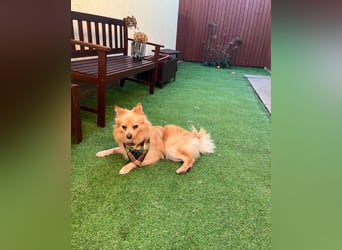 George SR - freundlich, verspielt